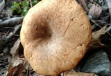 Tapinella atrotomentosa image