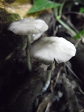 Psilocybe subaeruginascens image