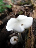 Psilocybe subaeruginascens image