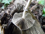 Psilocybe subaeruginascens image