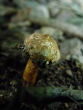 Tulostoma verrucosum image