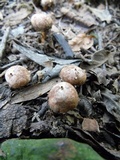 Tulostoma verrucosum image