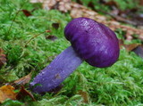 Cortinarius porphyroideus image