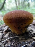 Calvatia rugosa image