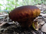 Calvatia rugosa image