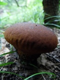 Calvatia rugosa image