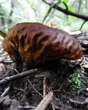 Calvatia rugosa image