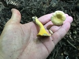 Cantharellus iuventateviridis image