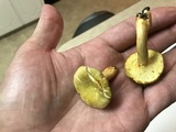 Cantharellus iuventateviridis image