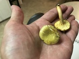 Cantharellus iuventateviridis image