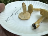 Cantharellus iuventateviridis image
