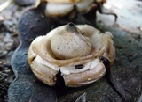Geastrum triplex image