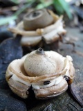 Geastrum triplex image