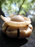 Geastrum triplex image