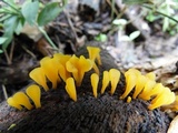 Dacryopinax spathularia image