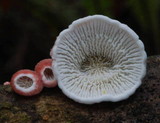 Plicaturopsis scarlatina image