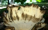 Meripilus sumstinei image