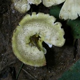 Hygrocybe caespitosa image