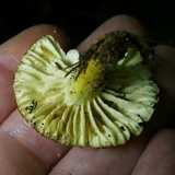 Hygrocybe caespitosa image