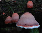 Plicaturopsis scarlatina image