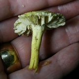 Hygrocybe caespitosa image