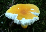 Russula flavida image