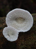 Plicaturopsis scarlatina image