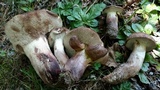 Tylopilus variobrunneus image