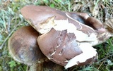 Tylopilus variobrunneus image