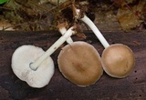 Pluteus hongoi image