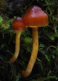 Cortinarius castaneodiscus image