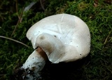 Clitopilus prunulus image