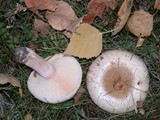 Lactarius pubescens var. betulae image