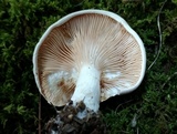 Clitopilus prunulus image