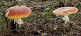 Amanita muscaria var. muscaria image