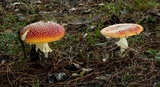 Amanita muscaria var. muscaria image