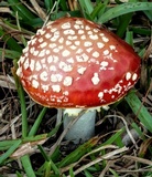 Amanita muscaria var. muscaria image