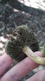 Phylloporopsis boletinoides image