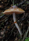 Cortinarius cucumeris image