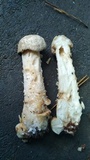 Hypomyces hyalinus image