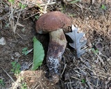 Tylopilus variobrunneus image
