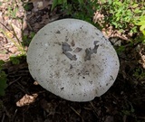 Amanita spreta image