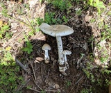 Amanita spreta image