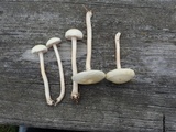 Agrocybe molesta image