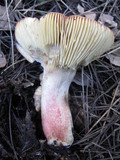 Russula xerampelina image