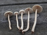 Agrocybe molesta image