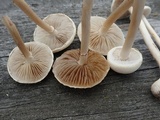 Agrocybe molesta image