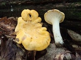 Cantharellus phasmatis image
