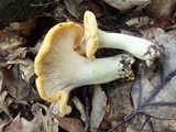 Cantharellus phasmatis image