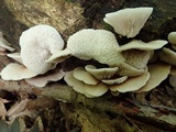 Crepidotus applanatus image